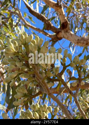 Desert Bloodwood (Corymbia terminalis) Plantae Stockfoto