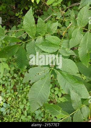 Bitternut Hickory (Carya cordiformis) Plantae Stockfoto