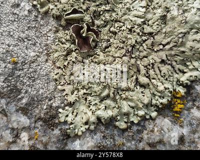 Gewürzte Steinschildpilze (Xanthoparmelia conspersa) Stockfoto