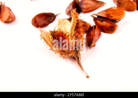 Nahaufnahme einer Gruppe dreikantiger Buscheln mit ihren Fruchtschalen, die auf einem weißen Tisch liegen, isoliert auf weißem Hintergrund. Stockfoto