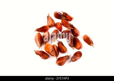 Nahaufnahme einer Gruppe dreikantiger Buscheln mit ihren Fruchtschalen, die auf einem weißen Tisch liegen, isoliert auf weißem Hintergrund. Stockfoto