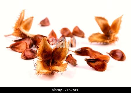 Nahaufnahme einer Gruppe dreikantiger Buscheln mit ihren Fruchtschalen, die auf einem weißen Tisch liegen, isoliert auf weißem Hintergrund. Stockfoto