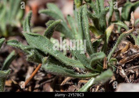 Die frühe Blaue Fleabane (Erigeron vetensis) Plantae Stockfoto