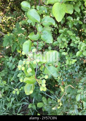 Blackhaw (Viburnum prunifolium) Plantae Stockfoto
