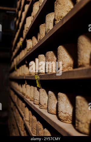 Castelmagno, der König der Käsesorten, reift leise in seinen Kellern. Stockfoto