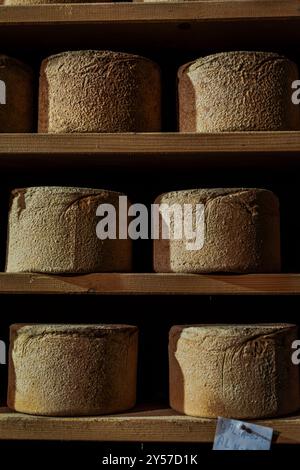 Castelmagno, der König der Käsesorten, reift leise in seinen Kellern. Stockfoto