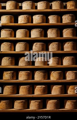 Castelmagno, der König der Käsesorten, reift leise in seinen Kellern. Stockfoto