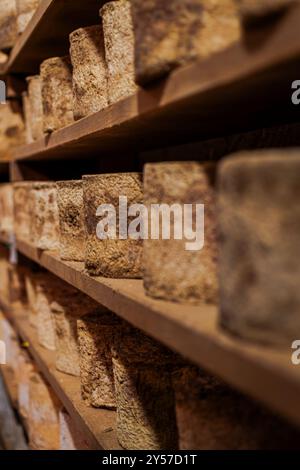 Castelmagno, der König der Käsesorten, reift leise in seinen Kellern. Stockfoto