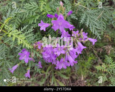 Sibirische Bellflower (Campanula sibirica) Plantae Stockfoto