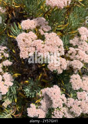 Santa Cruz Island Wildbuchweizen (Eriogonum arborescens) Plantae Stockfoto