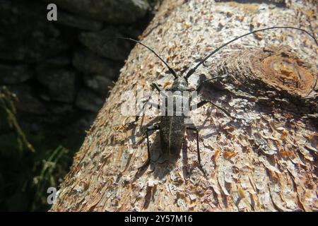 Zimmermann Sawyer Käfer (Monochamus sartor) Insecta Stockfoto