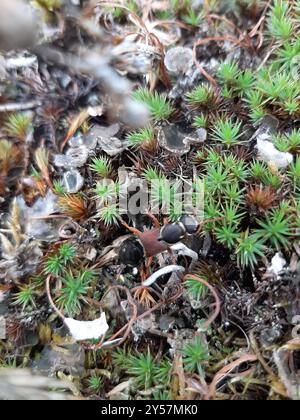 (Staphylinus caesareus) Insecta Stockfoto