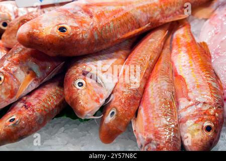 Farbenfrohe Salmoneten werden im Mercat de la Boqueria in Barcelona wunderschön auf Eis zubereitet und bieten frische Meeresfrüchte. Stockfoto