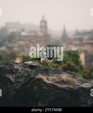 Schwarze Elster, die auf einem Felsen vor dem nebligen Stadtbild Edinburghs thront, Schottland. Das Balmoral Hotel and Scotts Monument ist sichtbar. Stockfoto