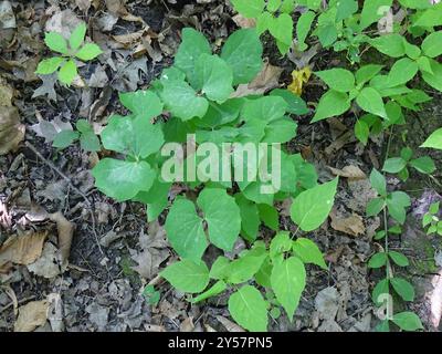 Twinleaf (Jeffersonia diphylla) Plantae Stockfoto