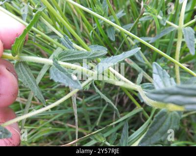 Red Bartsia (Odontites vernus) Plantae Stockfoto