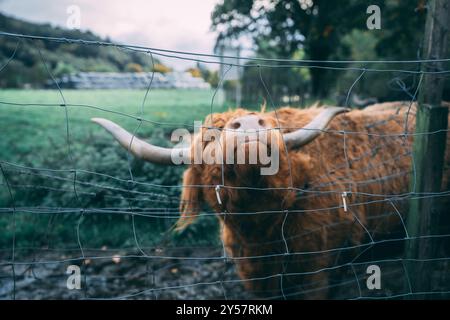 Eine rote schottische Highland Coo (Kuh), die sich an einem Drahtzaun reibt. Nahaufnahme. Stockfoto