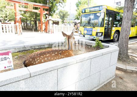 Hirsch in Nara, Japan. Stockfoto