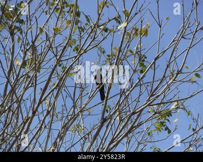 Purpurrote Jay (Cyanocorax beecheii) Aves Stockfoto