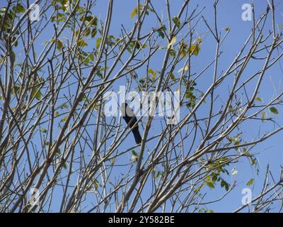 Purpurrote Jay (Cyanocorax beecheii) Aves Stockfoto