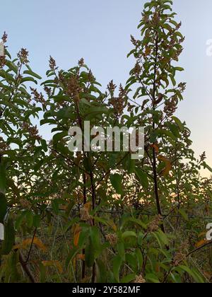 laurel Sumac (Malosma laurina) Plantae Stockfoto