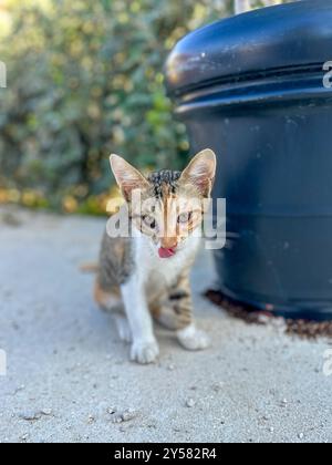 Wilde Kätzchen spielen auf den Straßen von Tsilivi auf der Insel Zakynthos. Griechenland. September 2024. Stockfoto