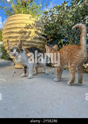 Wilde Kätzchen spielen auf den Straßen von Tsilivi auf der Insel Zakynthos. Griechenland. September 2024. Stockfoto