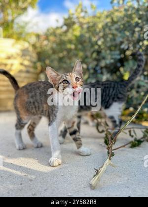 Wilde Kätzchen spielen auf den Straßen von Tsilivi auf der Insel Zakynthos. Griechenland. September 2024. Stockfoto