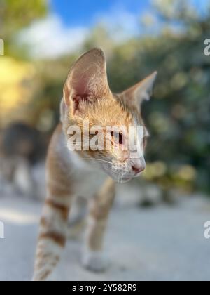 Wilde Kätzchen spielen auf den Straßen von Tsilivi auf der Insel Zakynthos. Griechenland. September 2024. Stockfoto