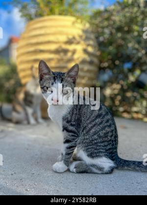 Wilde Kätzchen spielen auf den Straßen von Tsilivi auf der Insel Zakynthos. Griechenland. September 2024. Stockfoto