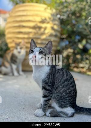 Wilde Kätzchen spielen auf den Straßen von Tsilivi auf der Insel Zakynthos. Griechenland. September 2024. Stockfoto