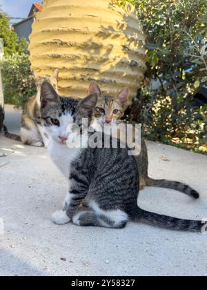 Wilde Kätzchen spielen auf den Straßen von Tsilivi auf der Insel Zakynthos. Griechenland. September 2024. Stockfoto