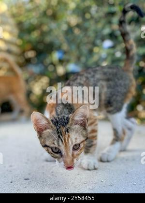 Wilde Kätzchen spielen auf den Straßen von Tsilivi auf der Insel Zakynthos. Griechenland. September 2024. Stockfoto