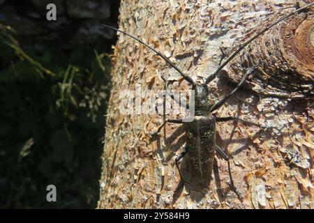 Zimmermann Sawyer Käfer (Monochamus sartor) Insecta Stockfoto