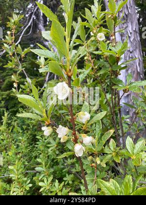 Weißblütige Rhododendron (Rhododendron albiflorum) Plantae Stockfoto