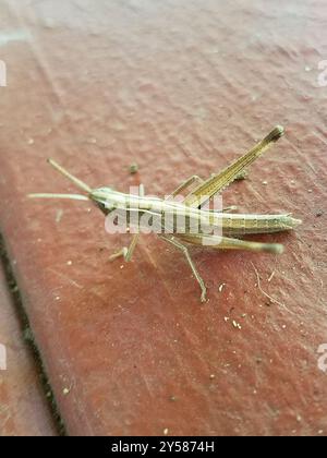 Bewundernswerte Grasshopper (Syrbula admirabilis) Insecta Stockfoto