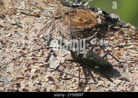 Zimmermann Sawyer Käfer (Monochamus sartor) Insecta Stockfoto