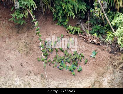 Papageien Tonlecken, Zwergsittich (Aratinga weddellii) und Blaupapagei (Pionus menstruus), Yasuní-Nationalpark, Ecuador, Südamerika Stockfoto