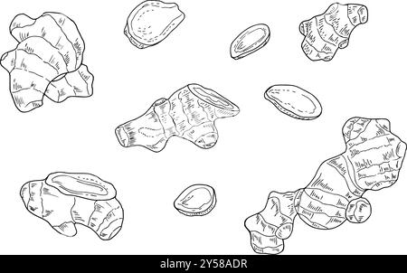 Natürliche organische Ingwerwurzel und -Scheiben Vektor isolierte Illustration Set gemalt von schwarzen Tinten. Ätzzeichnung einer gesunden Pflanze zum Backen Stock Vektor