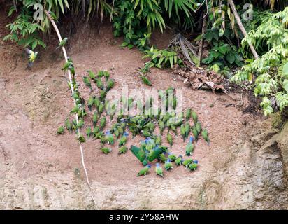 Papageien Tonlecken, Zwergsittich (Aratinga weddellii) und Blaupapagei (Pionus menstruus), Yasuní-Nationalpark, Ecuador, Südamerika Stockfoto