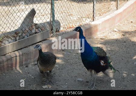 Ein Pfau oder Pavo muticus in einem Zoo bei Tageslicht Stockfoto