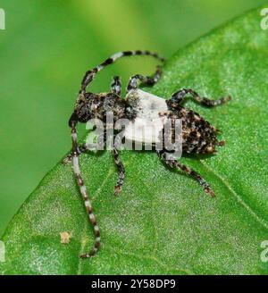 Großer Dornspitzenkäfer (Pogonocherus hispidulus) Insecta Stockfoto