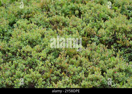 MoorHeidelbeere (Vaccinium uliginosum) Plantae Stockfoto