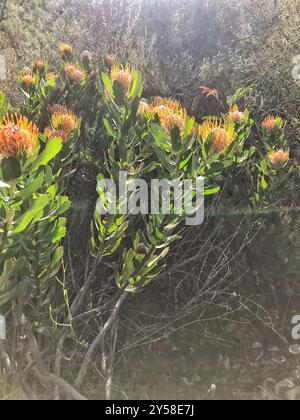 Outeniqua Pincushion (Leucospermum glabrum) Plantae Stockfoto