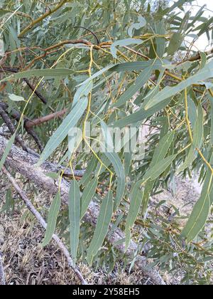 Desert Bloodwood (Corymbia terminalis) Plantae Stockfoto