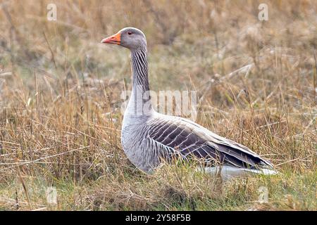 Greylag Goose, Wivenhoe, Essex, UK Stockfoto