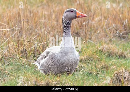 Greylag Goose, Wivenhoe, Essex, UK Stockfoto