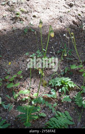 Gelbe Thistle (Cirsium erisithales) Plantae Stockfoto