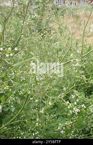 SteinPetersilie (Sison amomum) Plantae Stockfoto