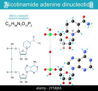NAD-Molekül. Molekularchemische Strukturformel und Modell von Nicotinamid-Adenindinucleotid. Coenzym für den Stoffwechsel. Vektorabbildung Stock Vektor